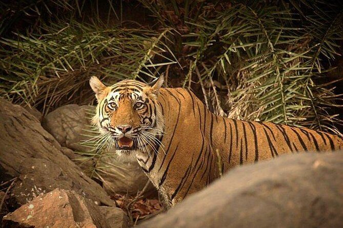 Private 3-Day Ranthambhore Tiger Tour from Agra ending in Jaipur - Logistics you should plan for before you go