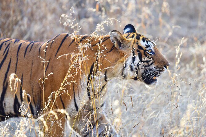 Private 3-Day Ranthambhore Tiger Tour from Agra ending in Jaipur - Agra Fort right after breakfast: history you can actually walk through