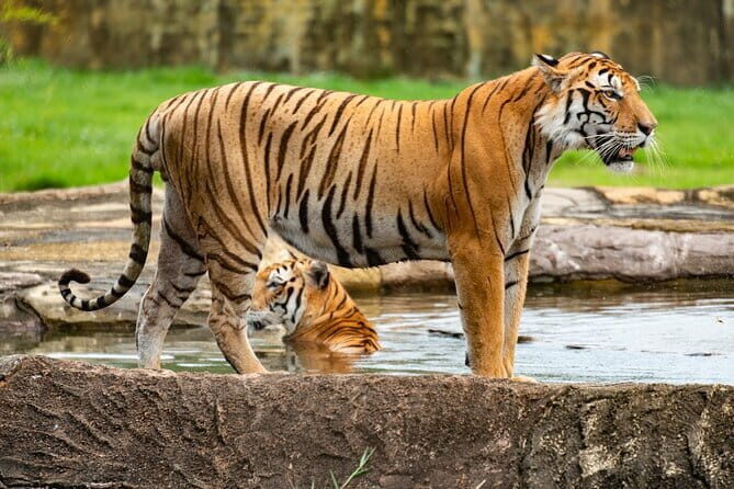 Private 4-Day Tiger Safari & Golden Triangle Tour from Delhi - Key things to notice before you go