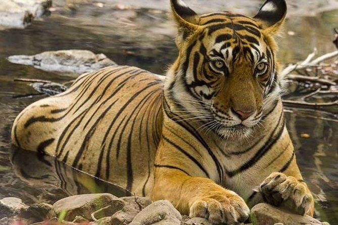 Private 4-Day Wildlife & Taj Mahal Tour from Jaipur to Delhi - The core of the trip: Day 1 in Sawai Madhopur and Ranthambore