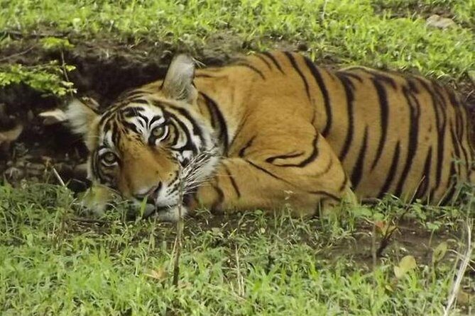 Private 4-Day Wildlife & Taj Mahal Tour from Jaipur to Delhi - Day 4 in Delhi: Jama Masjid, Humayun’s Tomb, Lotus Temple, India Gate, Qutb Minar