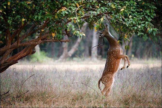 Private 5-Day Ranthambhore Tiger Tour from Delhi including the Taj Mahal, Agra and Jaipur - Day 3: Two Ranthambore safaris for tiger odds (shared jeep or canter)