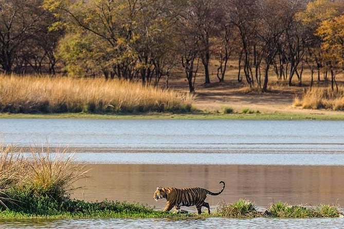 Private 5-Day Ranthambhore Tiger Tour from Delhi including the Taj Mahal, Agra and Jaipur - Day 4: Jaipur arrival plus City Palace and Jantar Mantar