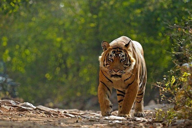 Private 6-Day Ranthambhore Tiger Tour including Delhi, Agra and Jaipur - Day 6 Jaipur Beyond the Postcard: Amber, Jal Mahal, Hawa Mahal, Monkey Temple