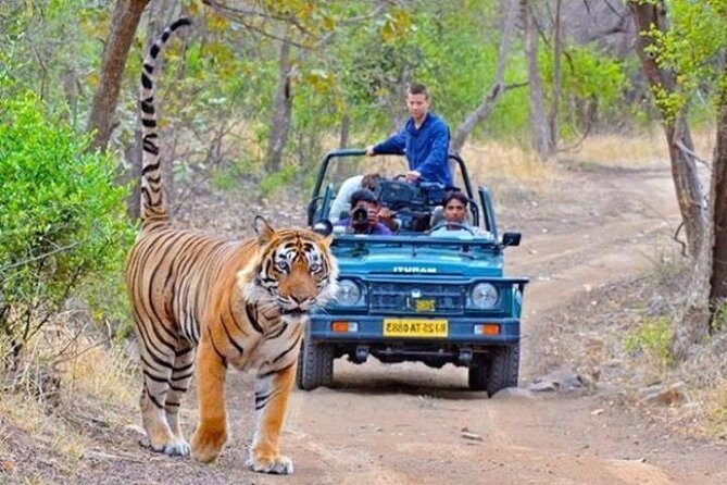 Private Day Tour Of Kumbhalgarh Fort & Wildlife Sanctuary From Udaipur - Wildlife sanctuary time: open-jeep safari and animal-spotting chances