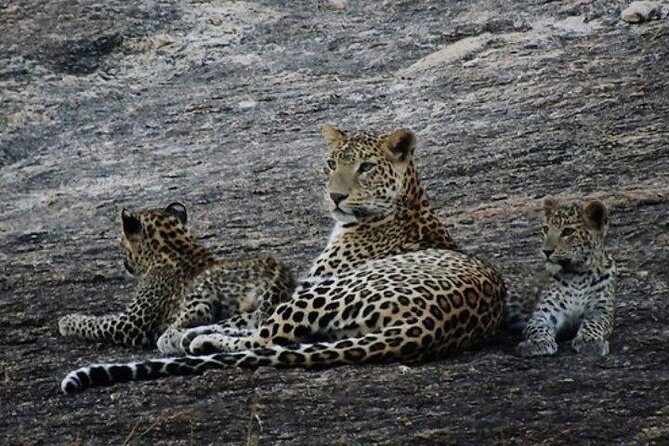 Private Day Tour Of Kumbhalgarh Fort & Wildlife Sanctuary From Udaipur - Kumbhalgarh Fort visit: UNESCO walls, hilltop views, and the fort experience