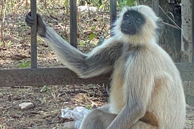 Private Day Trip to Abhaneri Stepwell & Monkey Temple from Jaipur - Price and value: what $30 buys you here