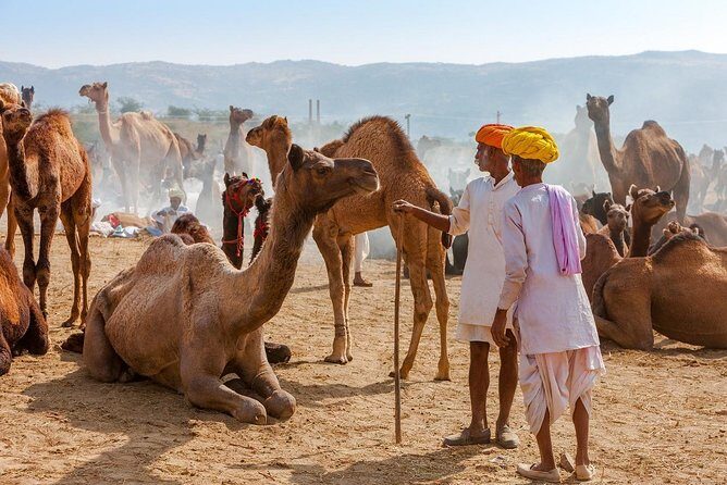 Private Day Trip to Ajmer and Pushkar from Jaipur - Shree Savitri Mata Mandir: 650 steps and a view worth planning for