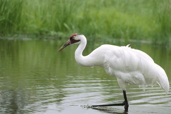 Private Day-Trip to Bharatpur Bird Sanctuary from Agra - Keoladeo National Park: why the 5:00am start matters