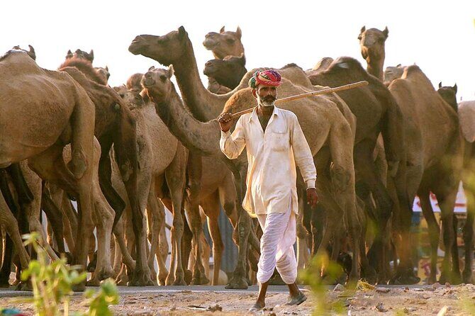 Private Day Trip to Pushkar From Jaipur - Pushkar Lake and Its 52 Ghats: Where the City’s Meaning Shows Up