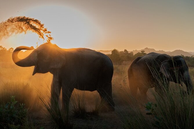 Private Elephant Sanctuary - Jaipur Elephant Sanctuary: The Real Point of the Day