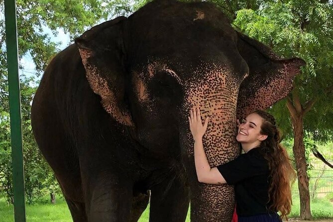 Private Elephant Sanctuary - Pickup, Timing, and What the 2 Hours Really Feel Like