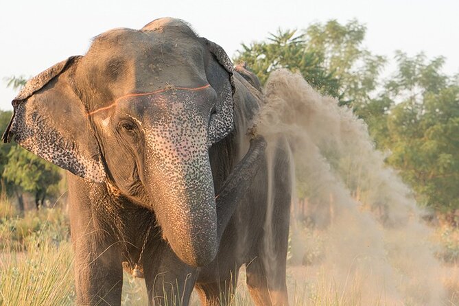 Private Elephant Sanctuary - Feeding and Touching: Hands-On, But With Clear Ground Rules