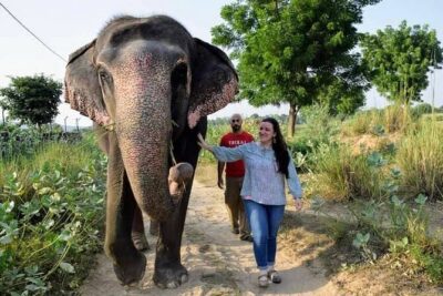 Private Elephant Sanctuary - Meeting Your Elephant: From Padma to a Calm First Introduction