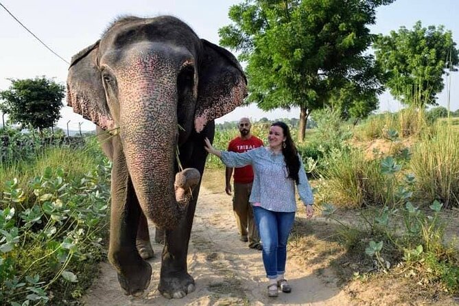 Private Elephant Sanctuary - Meeting Your Elephant: From Padma to a Calm First Introduction