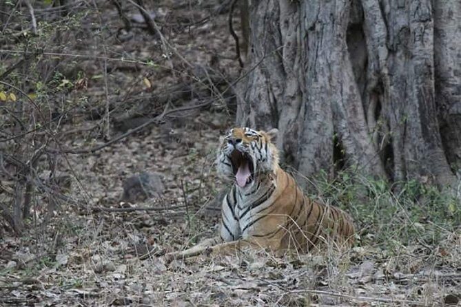 Private Full Day Trip to Ranthambore - Key things I’d watch for before you go