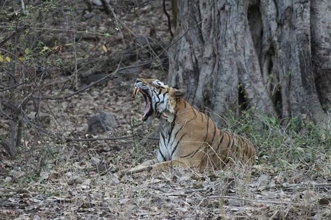 Private Full Day Trip to Ranthambore - Timing the Drive: Getting to Ranthambore Without Wasting the Morning