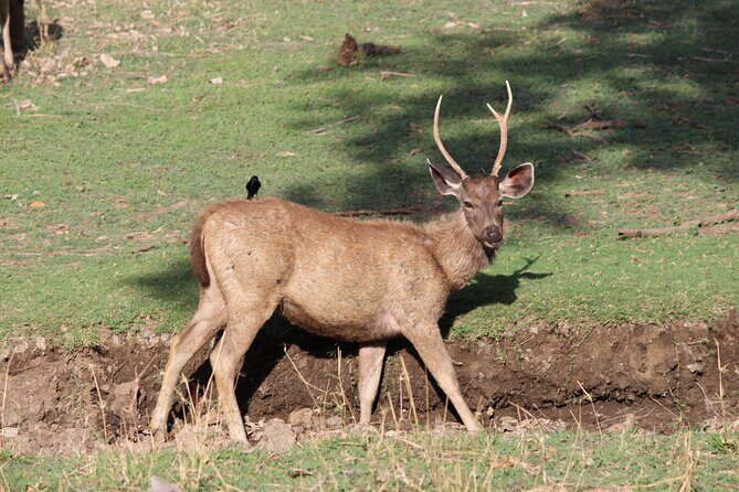 Private Full Day Trip to Ranthambore - Who This Tour Fits Best (And Who Might Feel the Time Crunch)