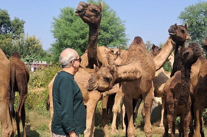 Private Golden Triangle Tour 5 Nights/6 Days - All Inclusive - Day 2: Jama Masjid, Chandni Chowk, Red Fort, and the Gandhi-era stops