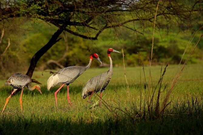 Private Keoladeo National Park Tour sightseeing - All Inclusive - Price and Value: Is $51.03 Fair for Agra Birding?