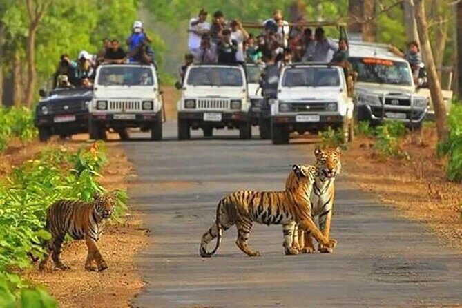 Private Tour from Delhi to Sariska Safari and Jaipur (1N/2D) - How the Delhi to Sariska drive sets the pace