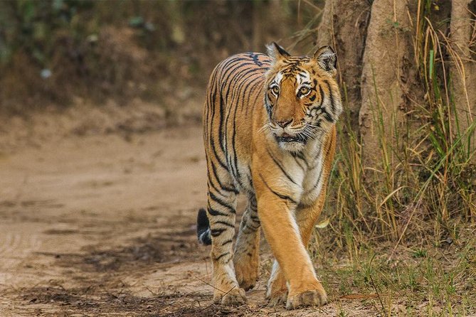 Private Tour to Sariska Tiger National Park by Car from Jaipur - Key things to know before you go