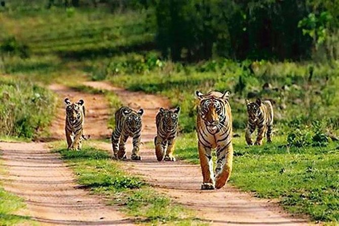 Private Tour to Sariska Tiger National Park by Car from Jaipur - How the 9:00 am Jaipur pickup lines up with a 2:00 pm safari
