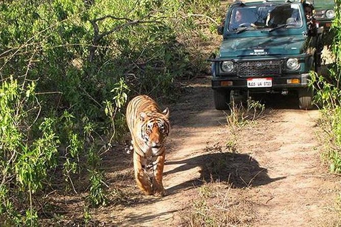 Private Tour to Sariska Tiger National Park by Car from Jaipur - Safari window (2:00–5:30 pm) and the vehicle fees you must plan for