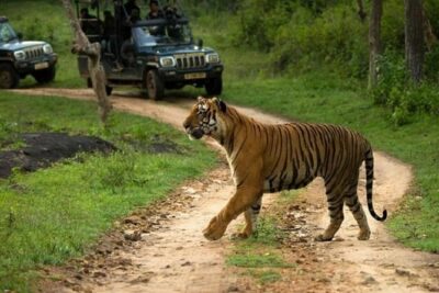 Private Tour to Sariska Tiger National Park by Car from Jaipur - Entrance gate timing, lunch reality, and the 1:00 pm ticket queue