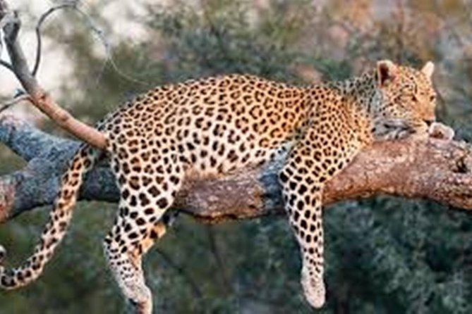 Private Tour to Sariska Tiger National Park by Car from Jaipur - Cost and value: $30 for transport, plus park fees on top