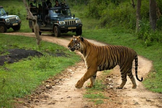 Private Tour to Sariska Tiger National Park by Car from Jaipur - Entrance gate timing, lunch reality, and the 1:00 pm ticket queue