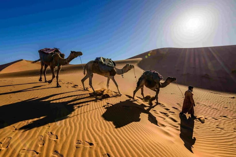 Pushkar: Camel Sunset Safari Adventure - Why Pushkar’s Camel Sunset Safari Feels Different from a Typical Tour