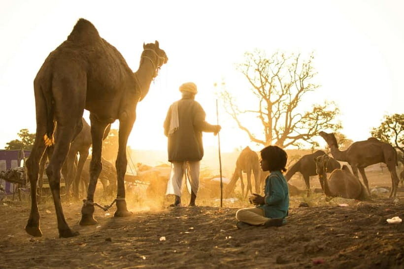 Pushkar: Camel Sunset Safari Adventure - Tea by the Camp: Why This Stops Matters