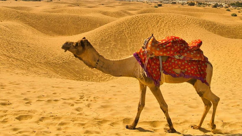 Pushkar: Camel Sunset Safari Adventure - Time, Pace, and What Can Affect Your Experience