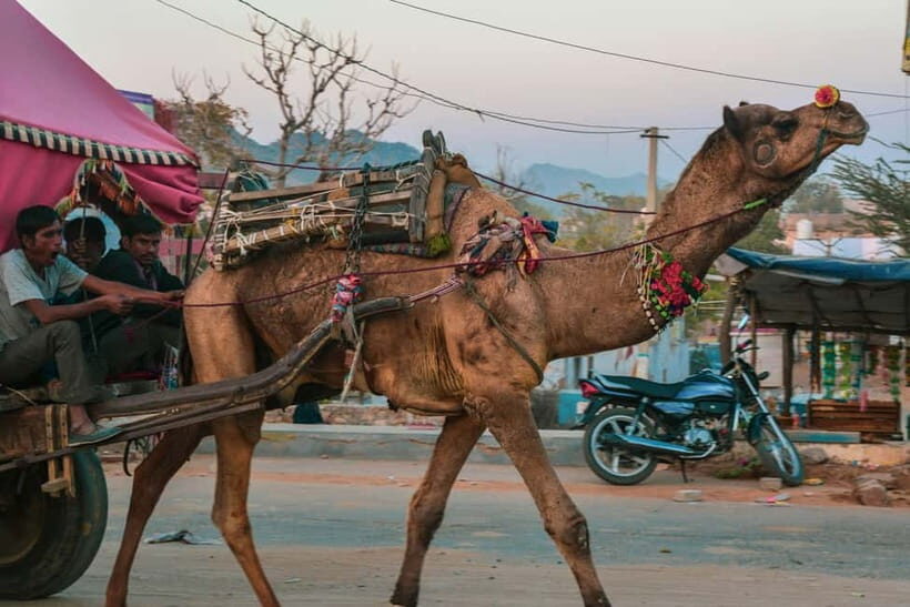 Pushkar: Camel Sunset Safari Adventure - Price and Value: Is $26 a Good Deal in Pushkar?