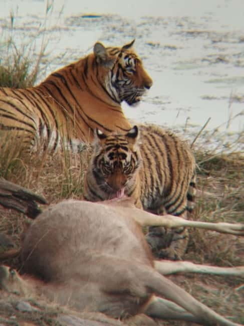 Rajasthan: Ranthambore National Park Safari - Ranthambore National Park Safari: What You’re Really Paying For
