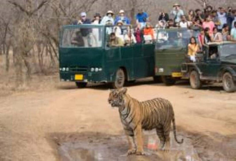 Rajasthan: Ranthambore National Park Safari - Getting Started: Meeting Near Angeethi Restaurant and Staying On Schedule