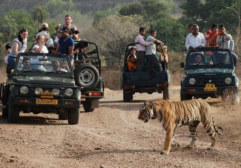 Rajasthan: Ranthambore National Park Safari - Wildlife You Can Target: Tigers, Leopards, Sloth Bears, and Birds