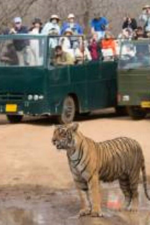 Rajasthan: Ranthambore National Park Safari - The Value Angle: Is $38 Worth It for a Ranthambore Game Drive?