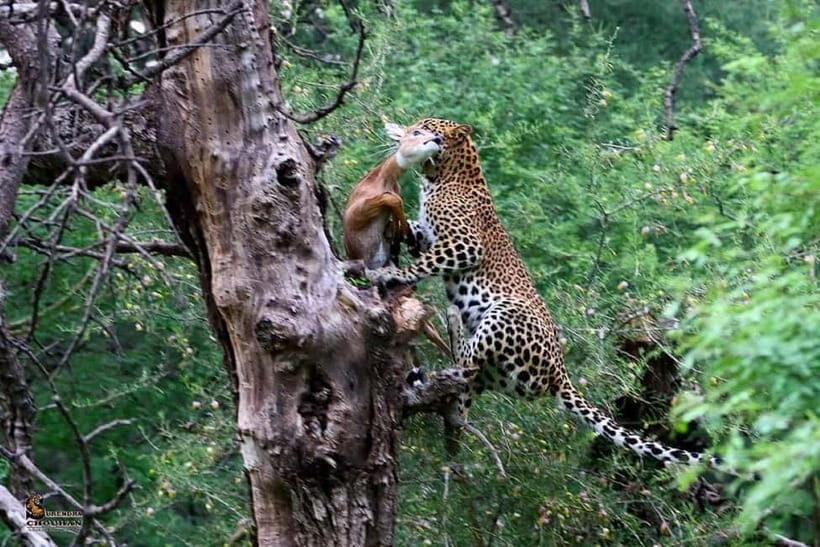 Rajasthan: Ranthambore National Park Safari - 10 Safari Zones, Water Areas, and the Fort Above the Park