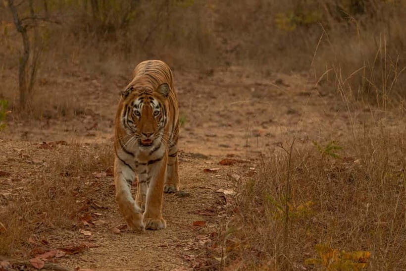 Ranthambhore: Ranthambhore Tiger Reserve Booking - How the English Guide Helps (and What to Ask If Language Gets Slippery)