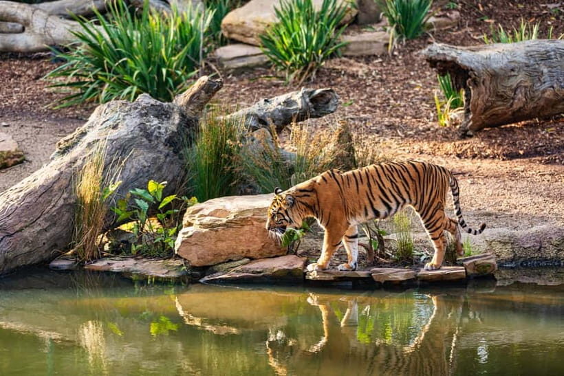 Ranthambhore: Ranthambhore Tiger Reserve Booking - Price and Value: Is $62 a Good Deal for Ranthambhore?