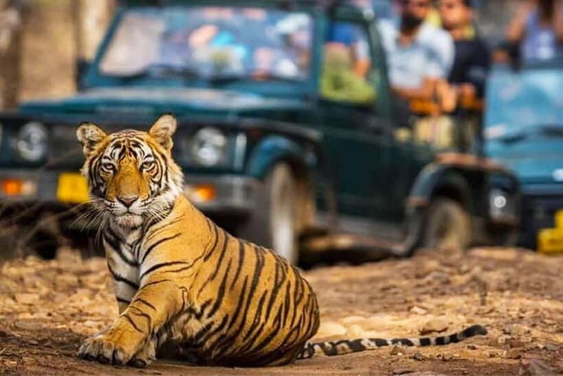 Ranthambhore: Ranthambhore Tiger Reserve Booking - Packing for Rajasthan Heat: Small Gear That Makes a Big Difference