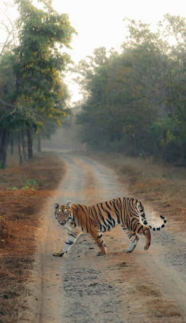 Ranthambhore: Ranthambhore Tiger Reserve Booking - Your Shared Jeep: Why Group Size and Seating Affect What You See