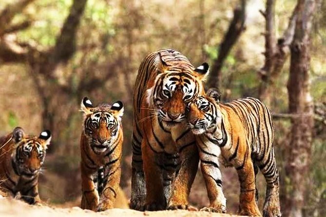 Ranthambhore Tiger Tour of Delhi, Agra, and Jaipur 5 Star Hotel - Jaipur by design: Amber Fort to City Palace and Jantar Mantar
