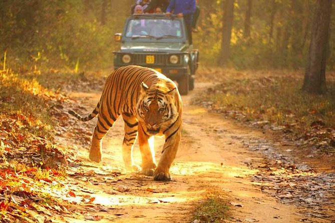 Ranthambhore Tiger Tour of Delhi, Agra, and Jaipur 5 Star Hotel - Hotels, meals, and transport: where the money actually goes