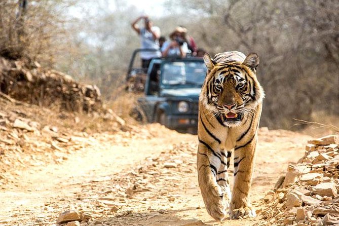 Ranthambhore Tiger Tour of Delhi, Agra, and Jaipur 5 Star Hotel - Ranthambhore Tiger Reserve safaris: two goes at tiger time