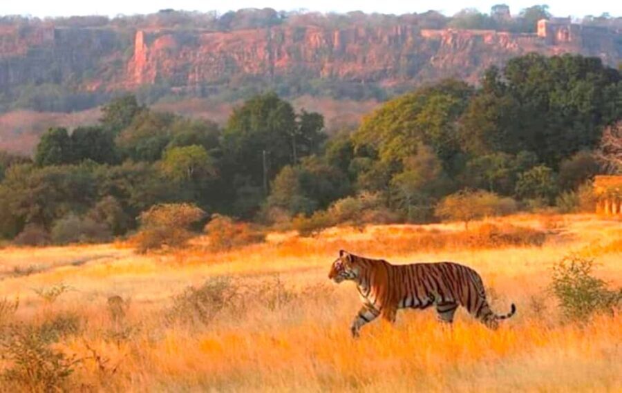 Ranthambore Fort and Ganesh Temple tour in a Jeep - Ganesh Temple inside the fort complex: what’s included and what to watch