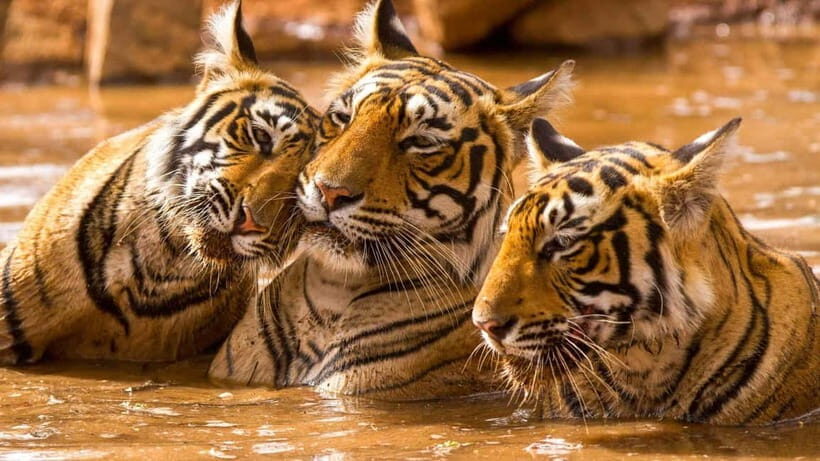 Ranthambore: Guided Safari Tour by Canter or Jeep - Key highlights at a glance