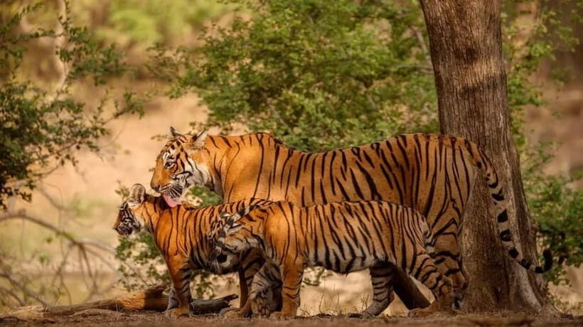 Ranthambore: Guided Safari Tour by Canter or Jeep - Why a short Ranthambore safari works so well